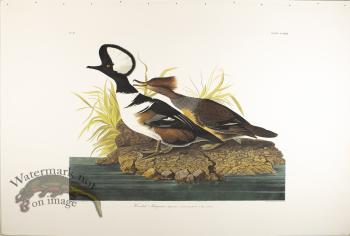 Hooded Merganser